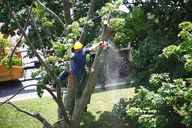 Best Tree Risk Assessment  in Santa Ana Pueblo, NM