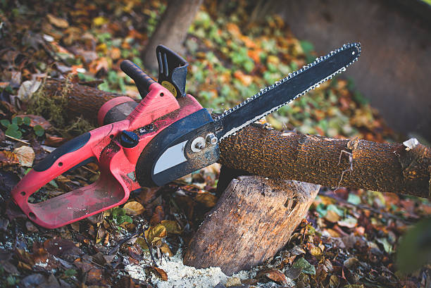  Santa Ana Pueblo, NM Tree Care Pros